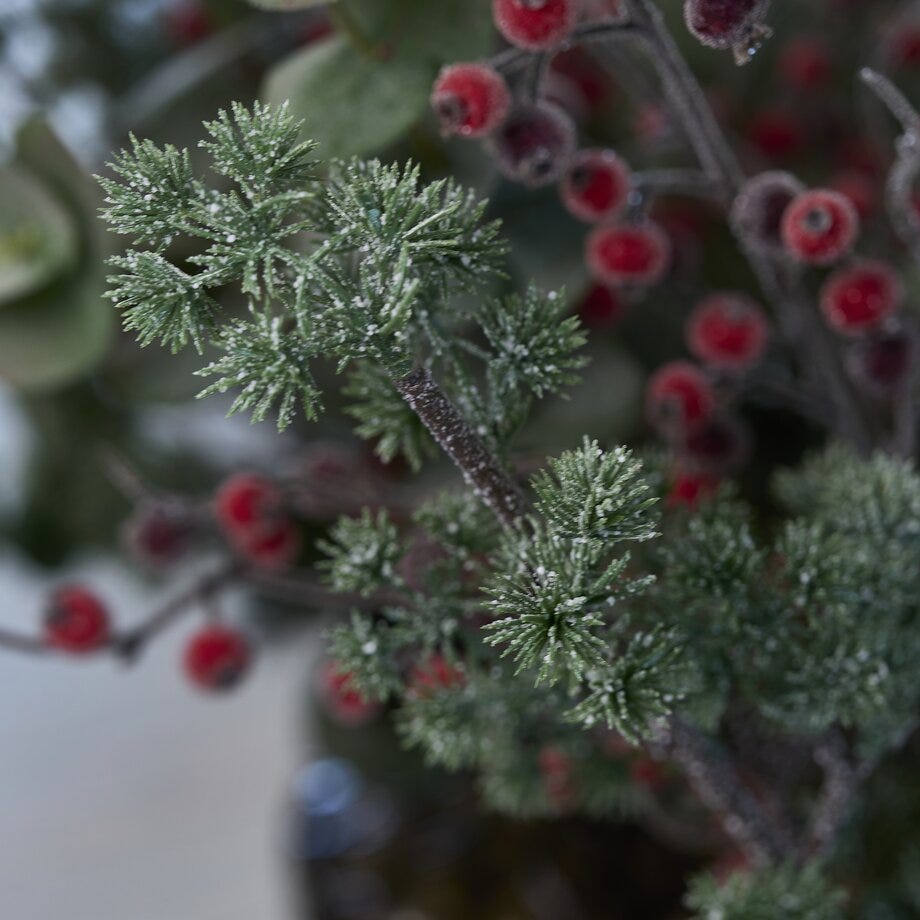 Mr Plant Bærkvist