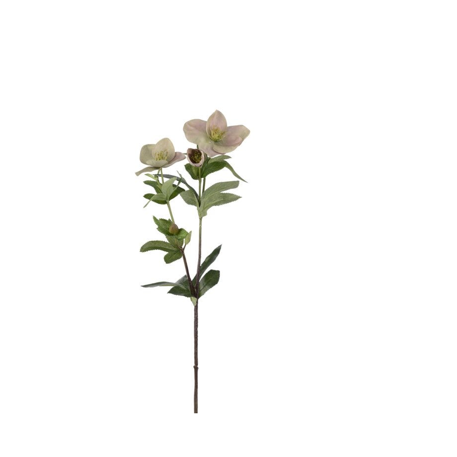 Mr Plant Julerose