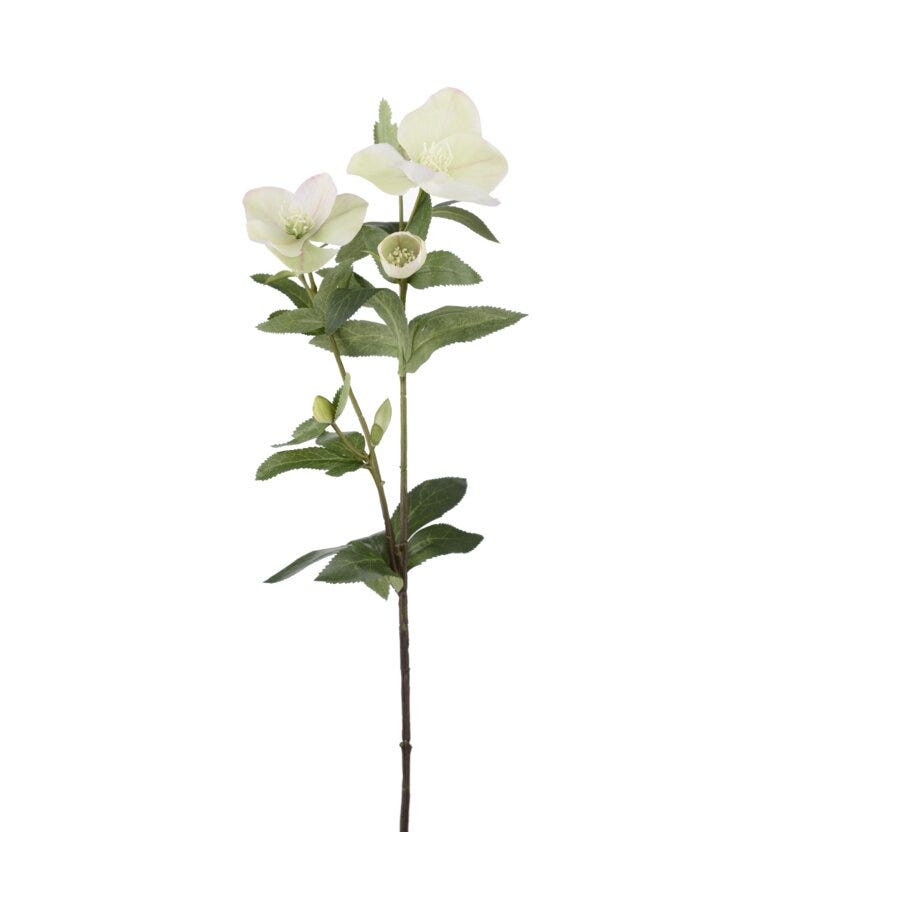 Mr Plant Julerose