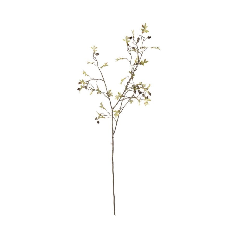 Mr Plant Eik
