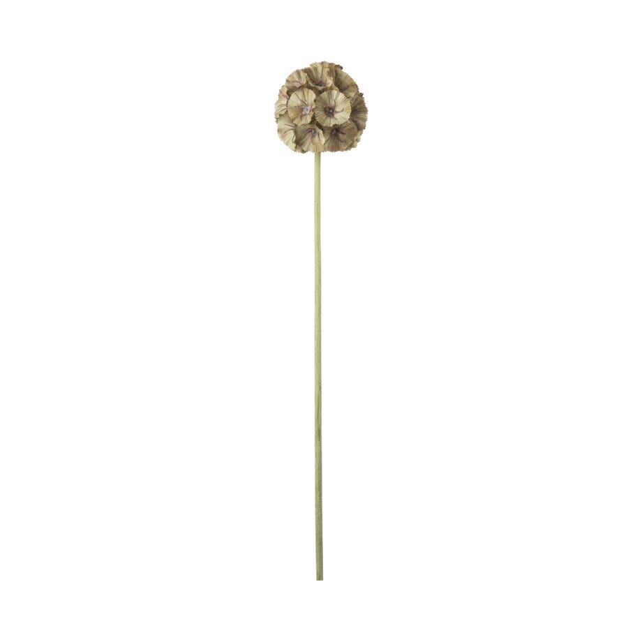 Mr Plant Scabiosa