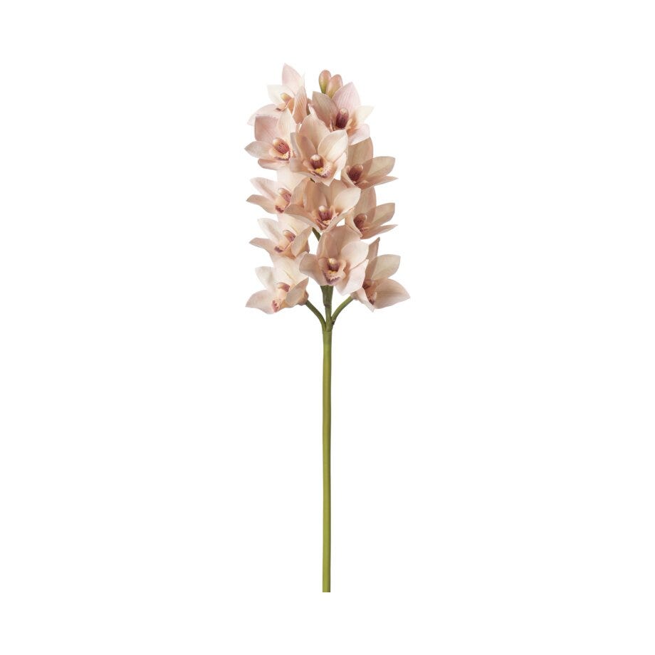 Mr Plant Cymbidium