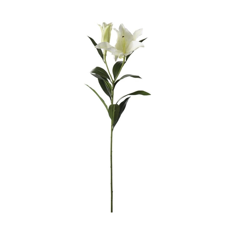 Mr Plant Lilje