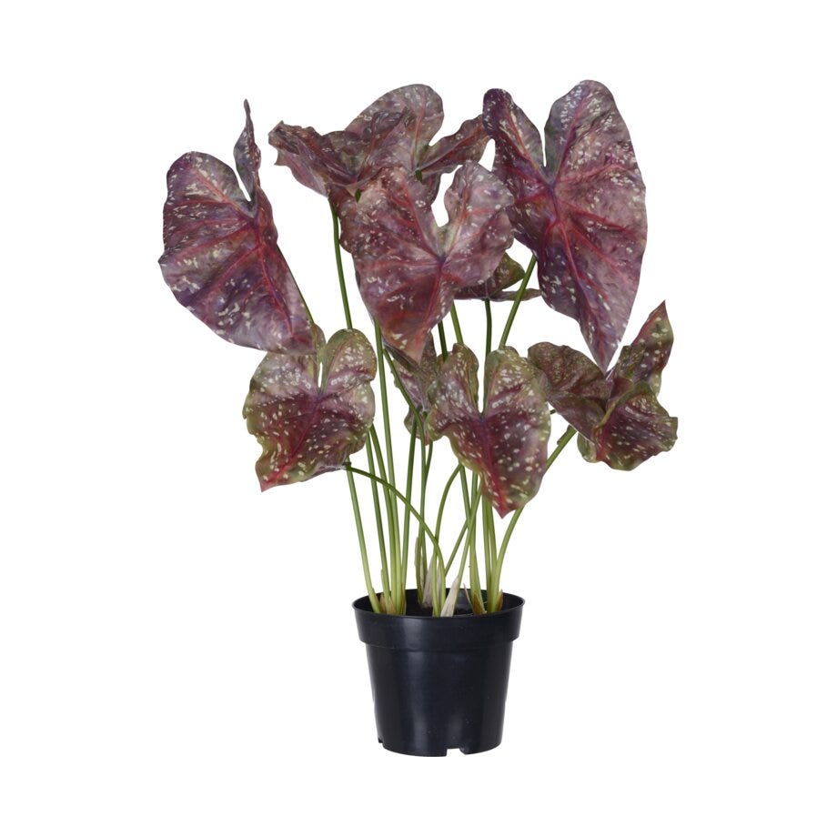 Mr Plant Caladium