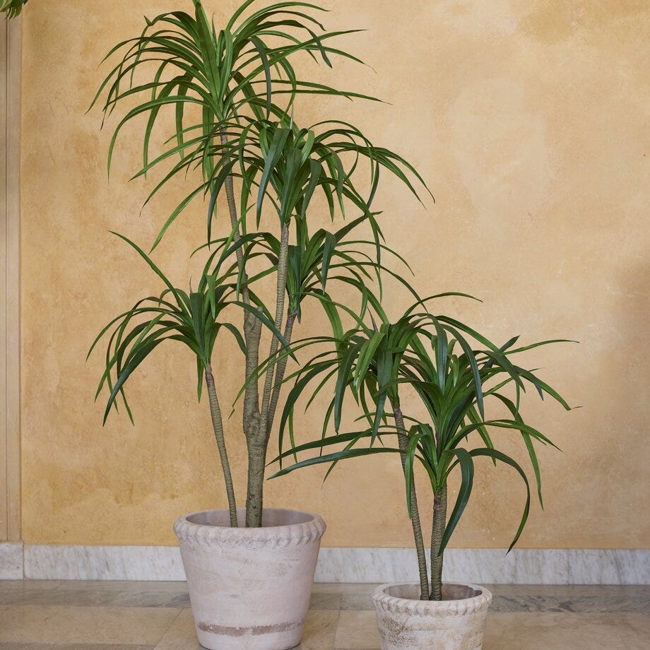 Mr Plant Draketre