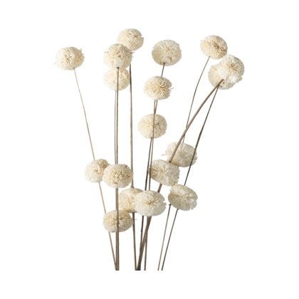 Kadam tørket blomst