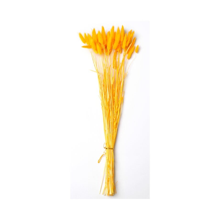 Lagurus