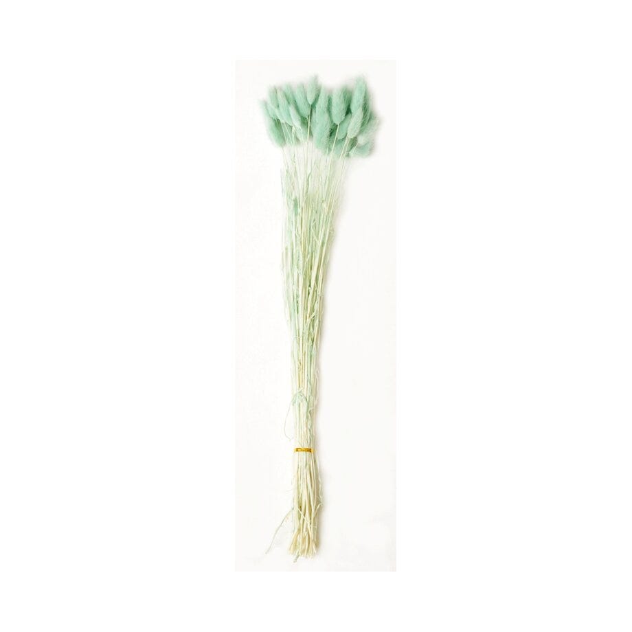 Lagurus