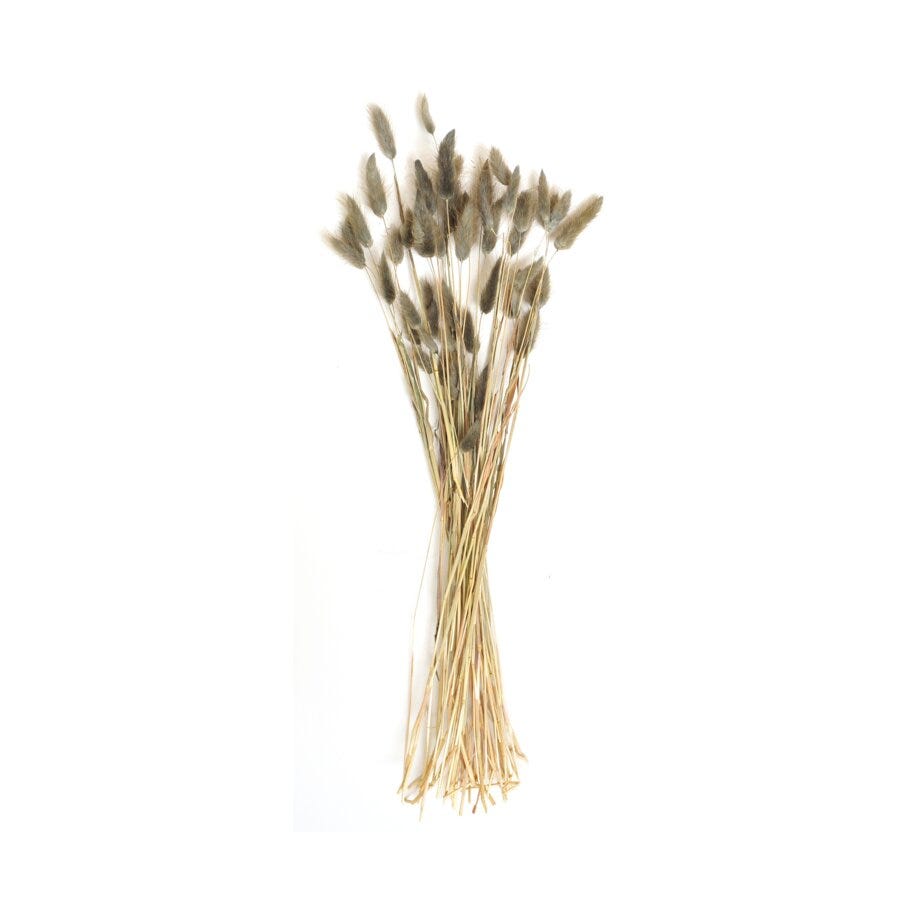 Lagurus