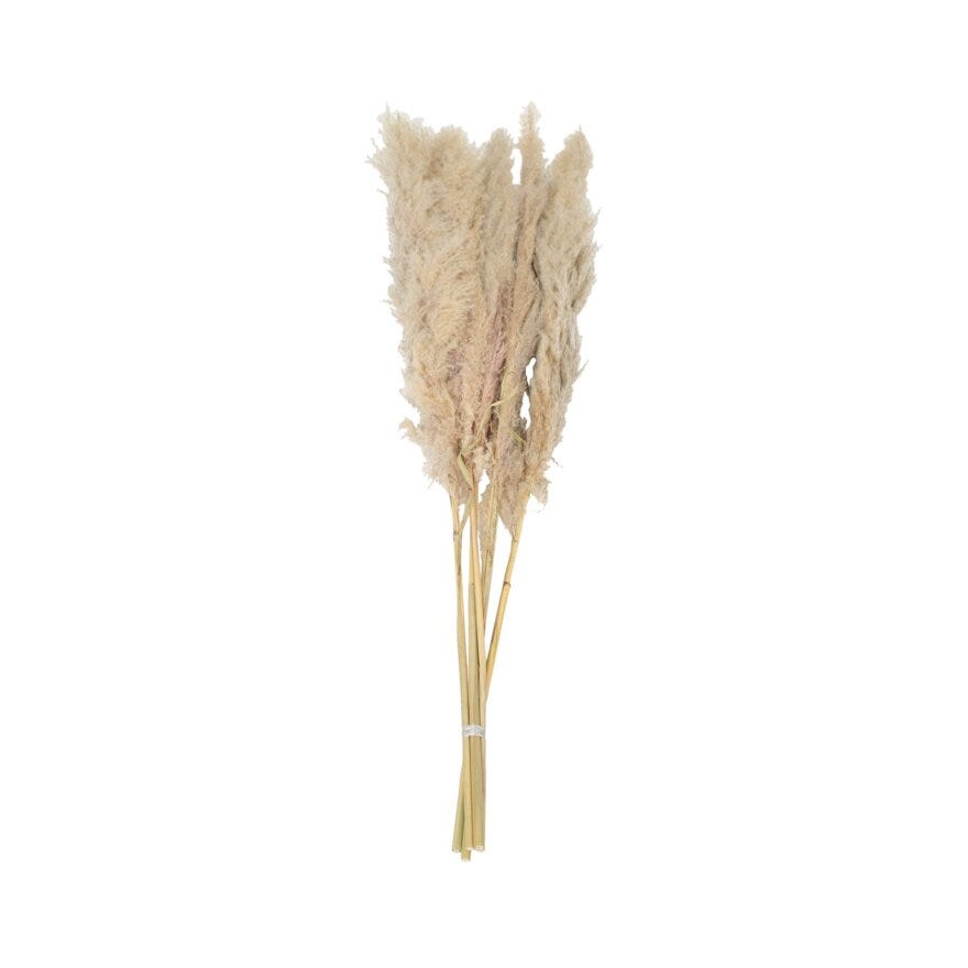 PAMPAS Kunstig blomst H120 cm i Beige/natur