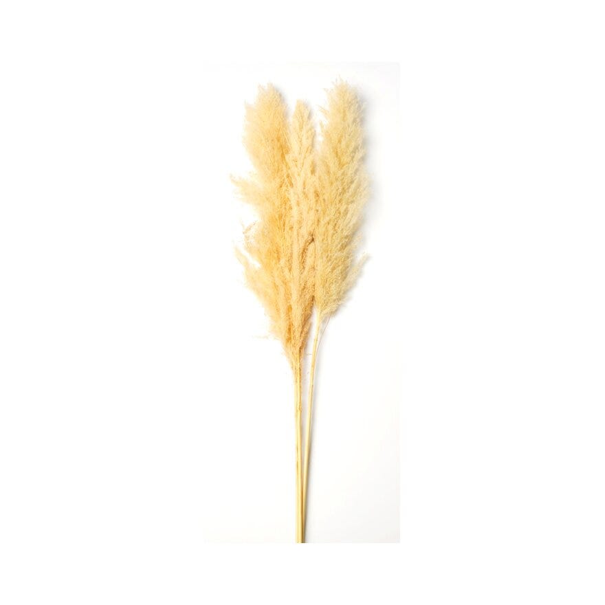 PAMPAS Tørket strå H120 cm i Hvit