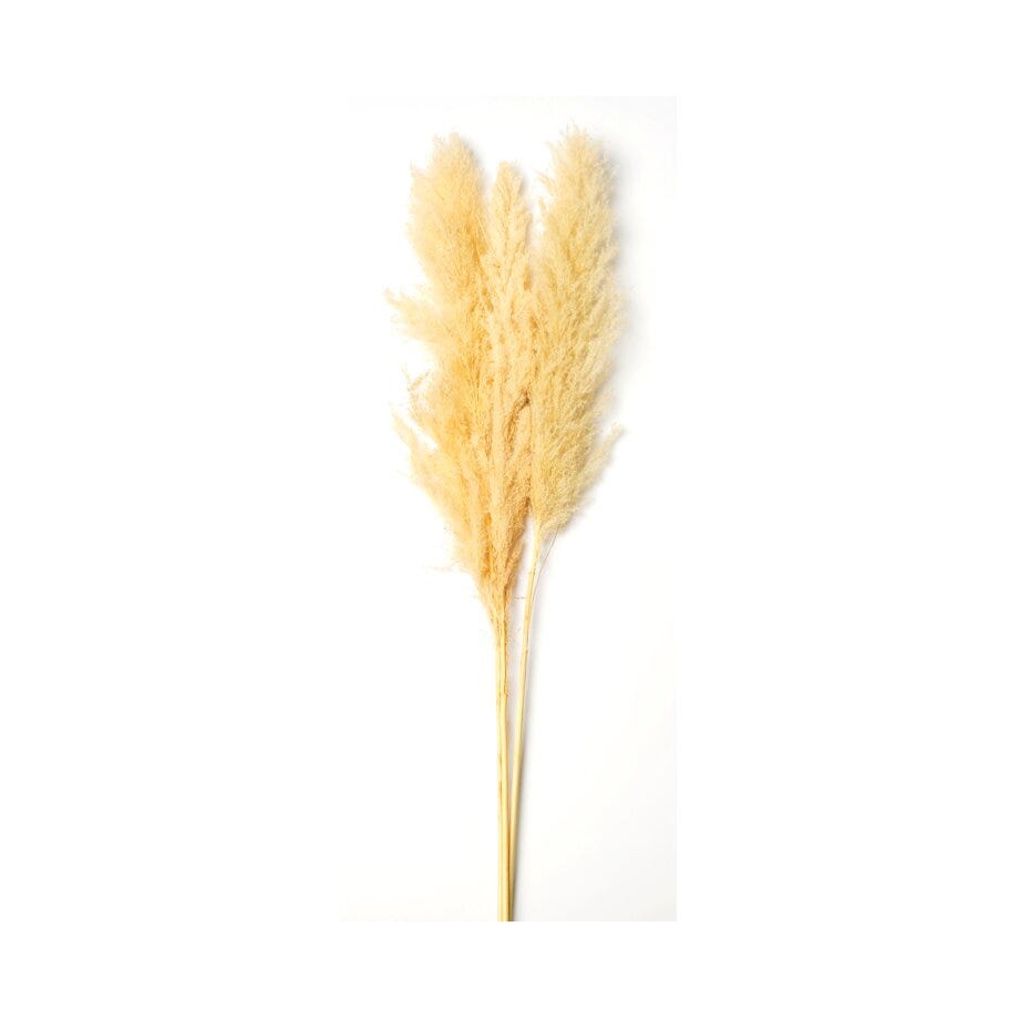 Pampas