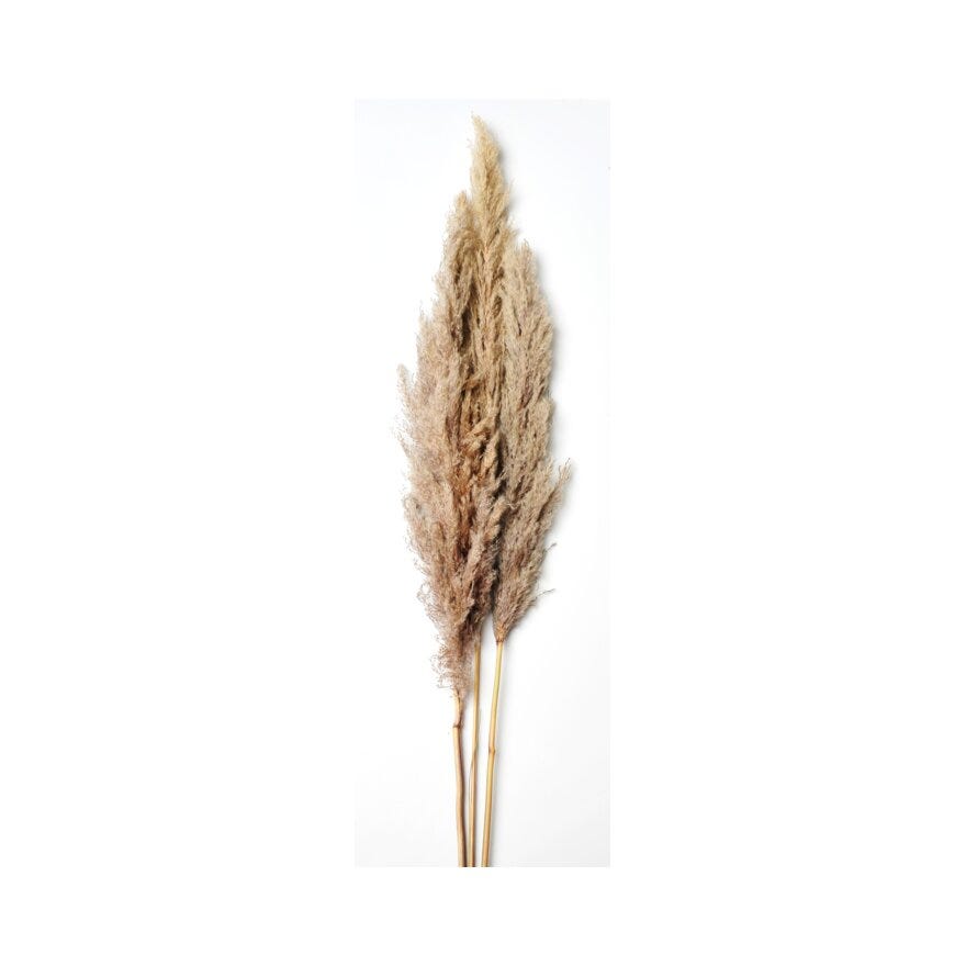 PAMPAS Tørket strå H120 cm i Beige/natur
