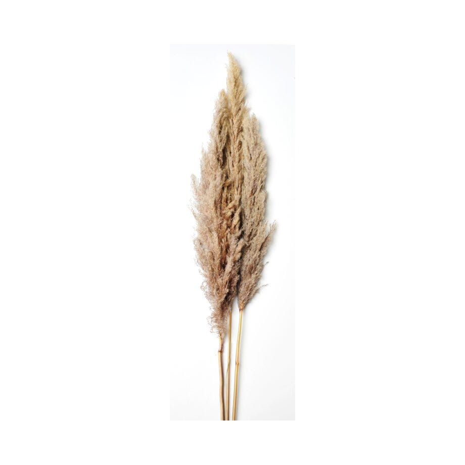 Pampas