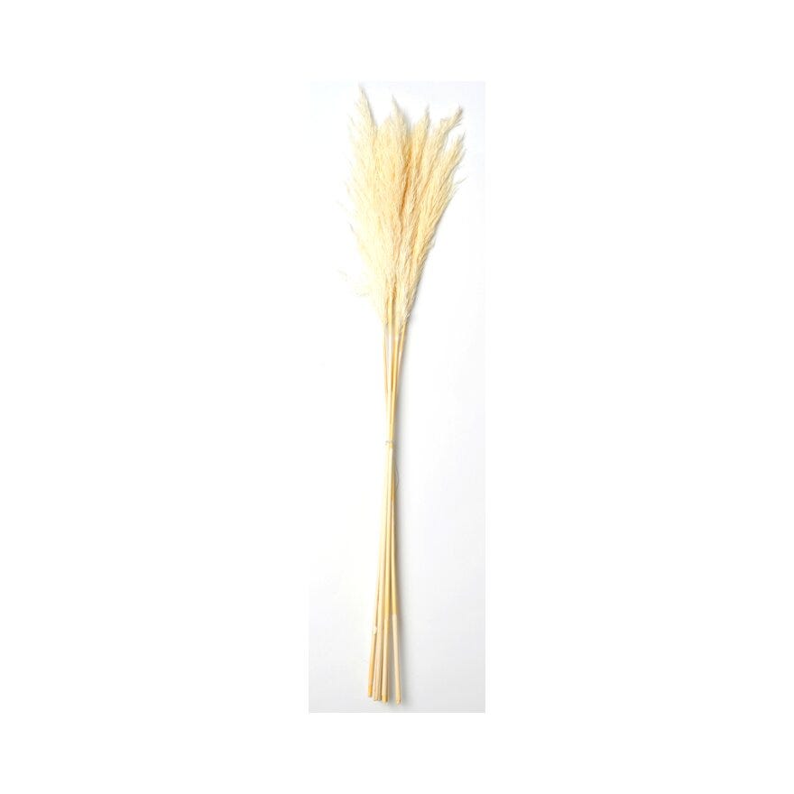 PAMPAS Tørket strå H65 cm i Hvit