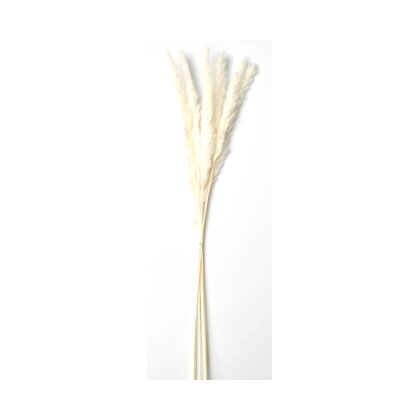 Pampas tørket strå
