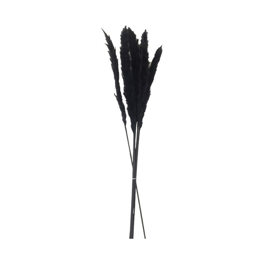 Pampas