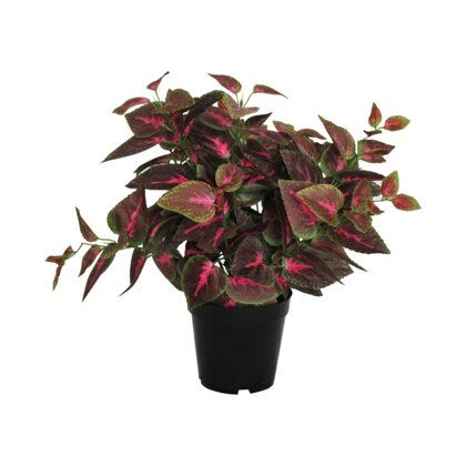 Viridis coleus H39