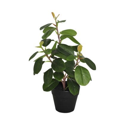 Viridis ficus H30
