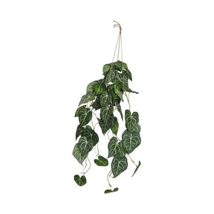 Viridis anthurium H82