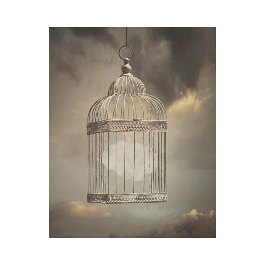 BIRDCAGE Poster 50x40 cm i Hvit