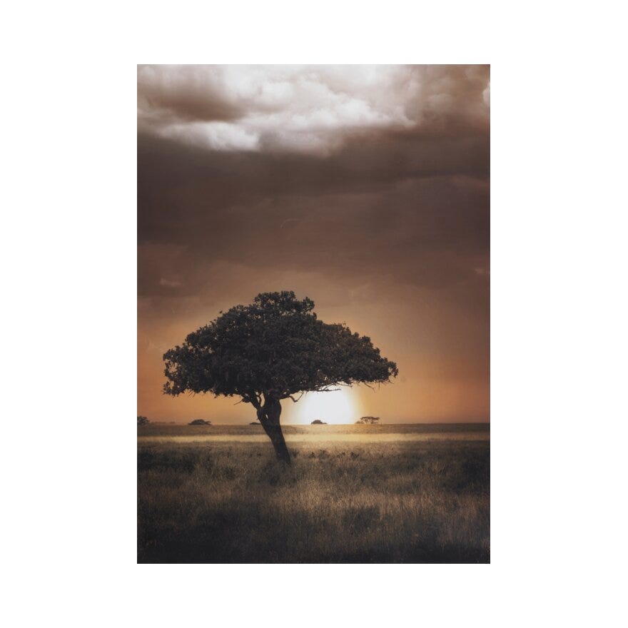 BONSAI TREE Poster 60x90 cm i Beige/natur
