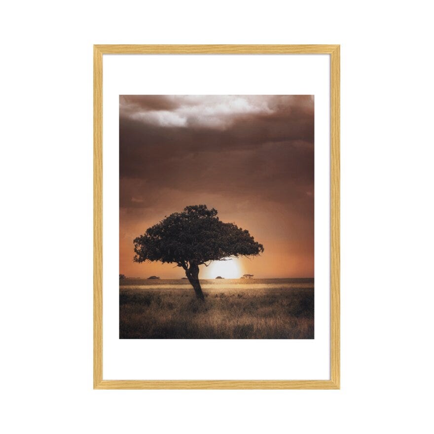 BONSAI TREE Poster 60x90 cm i Beige/natur