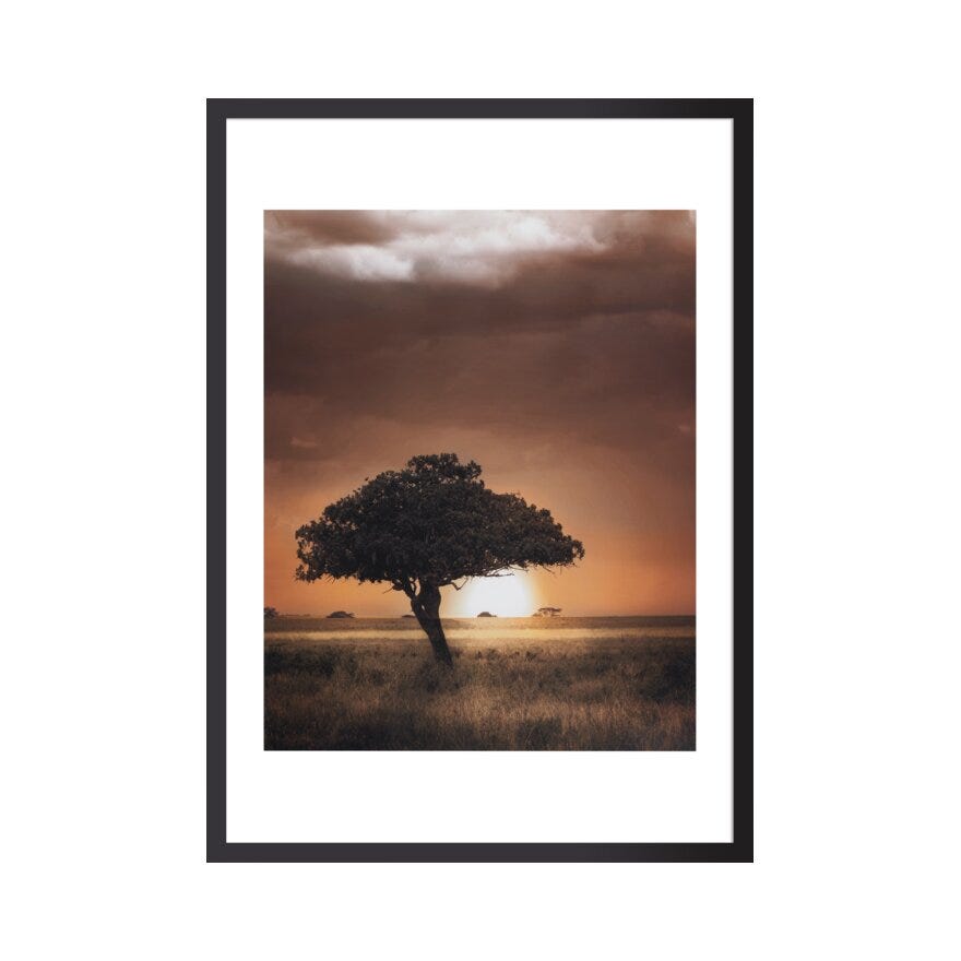 BONSAI TREE Poster 60x90 cm i Beige/natur