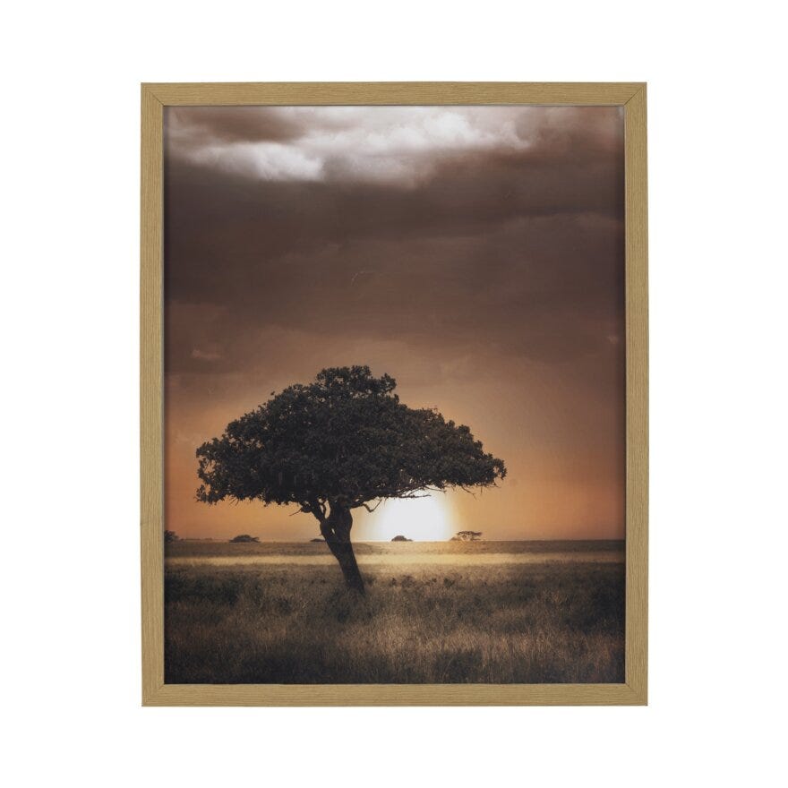 BONSAI TREE Poster 60x90 cm i Beige/natur