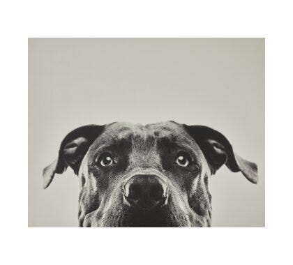Buster grå poster 50x40