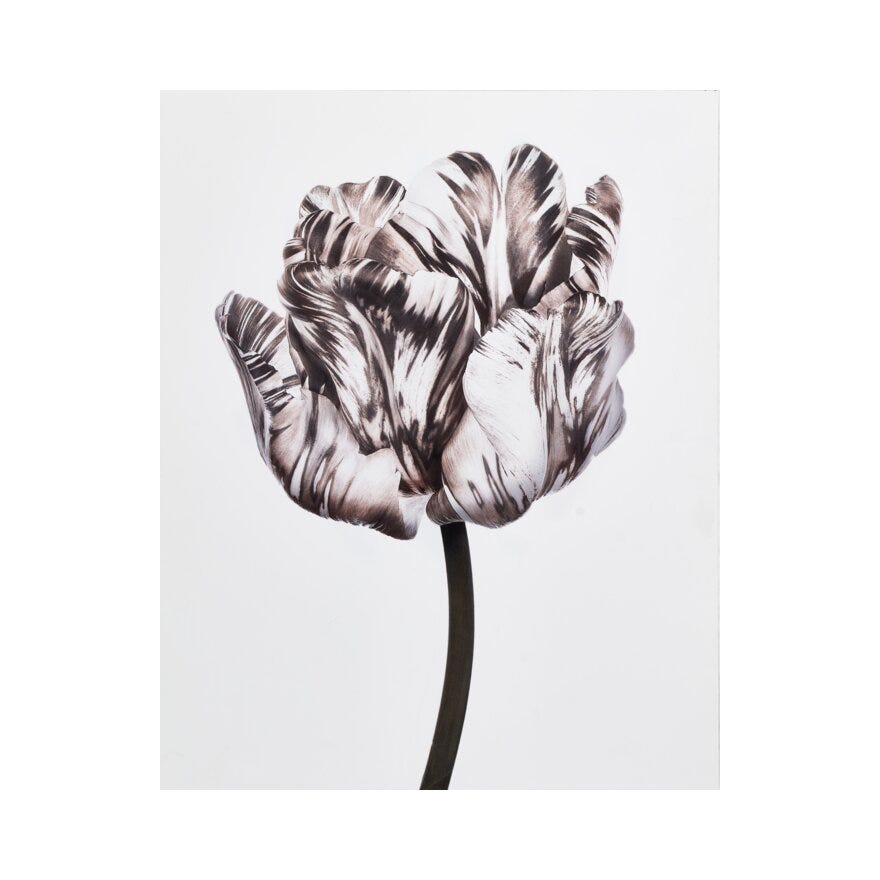 FIORE 1 Poster 40x50 cm i Brun