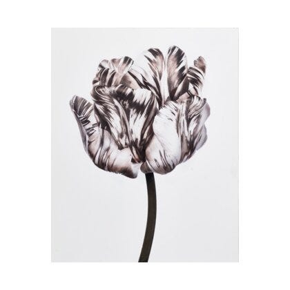 FIORE 1 Poster 40x50 cm i Brun
