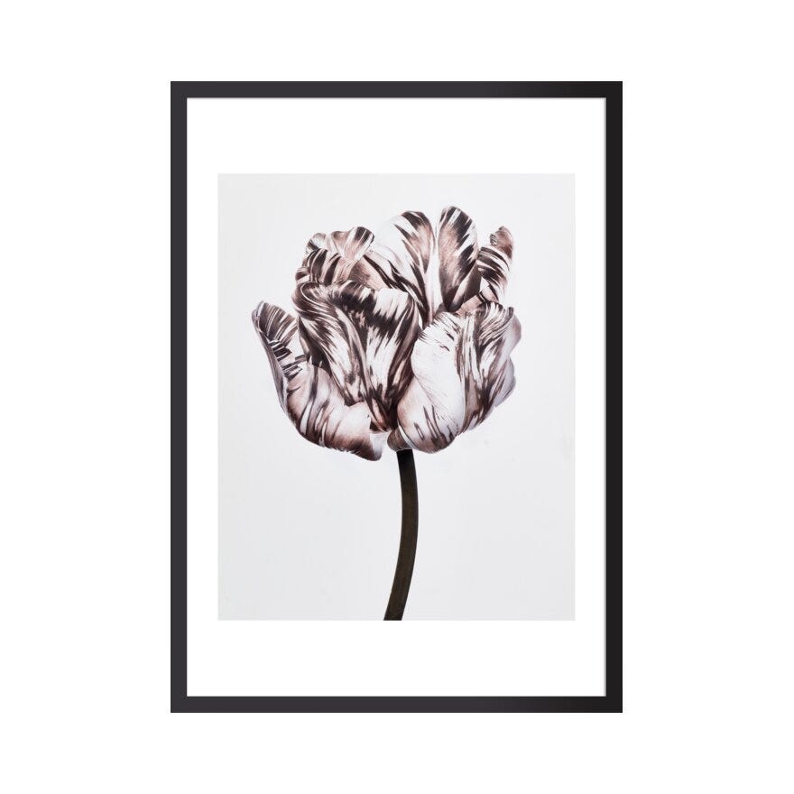 FIORE 1 Poster 40x50 cm i Brun