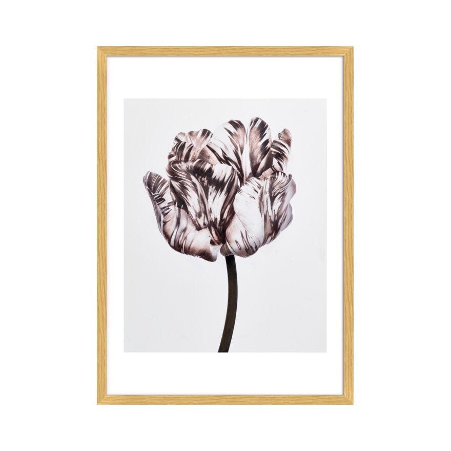 FIORE 1 Poster 40x50 cm i Brun