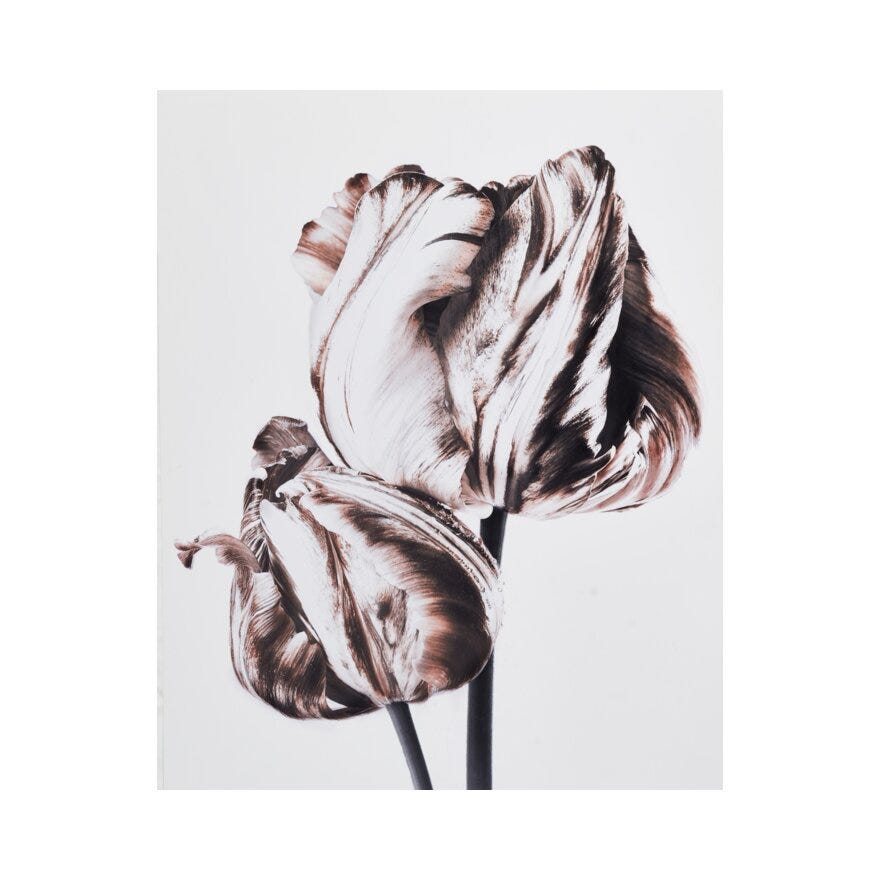 FIORE 2 Poster 40x50 cm i Brun
