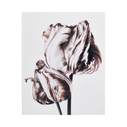 FIORE 2 Poster 40x50 cm i Brun