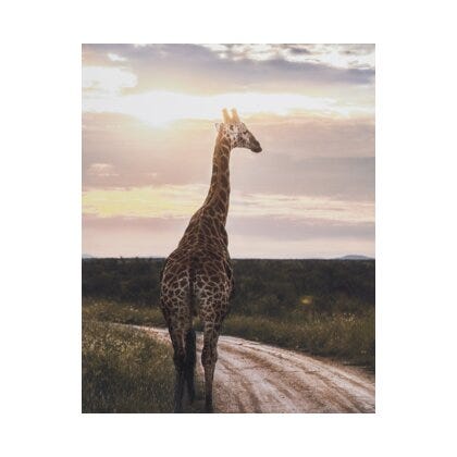 GIRAFFA Poster 40x50 cm i Grønn