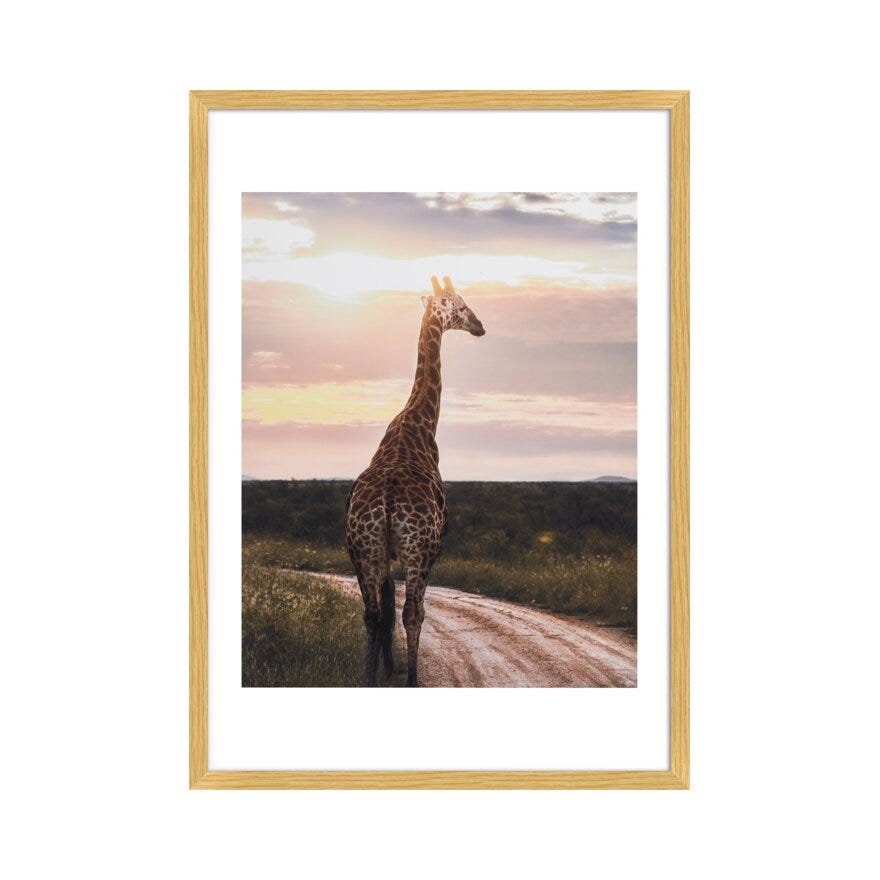 GIRAFFA Poster 40x50 cm i Grønn