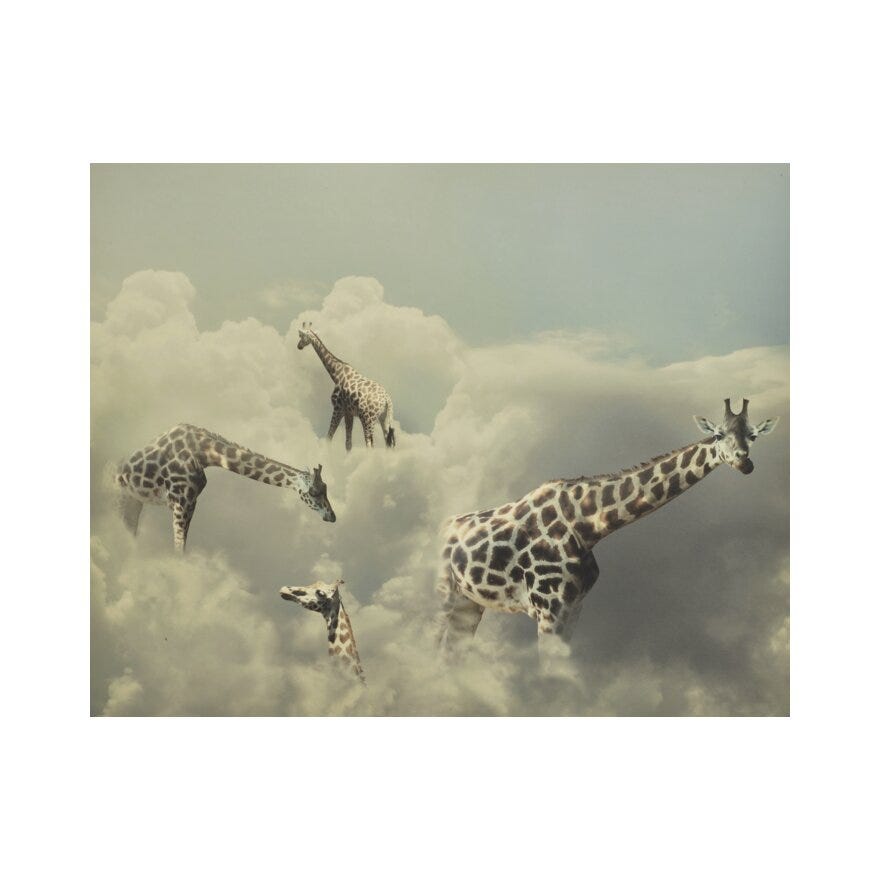 GIRAFFE Poster 40x50 cm i Hvit