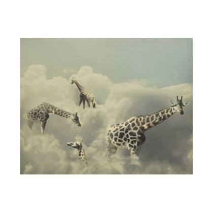 GIRAFFE Poster 40x50 cm i Hvit