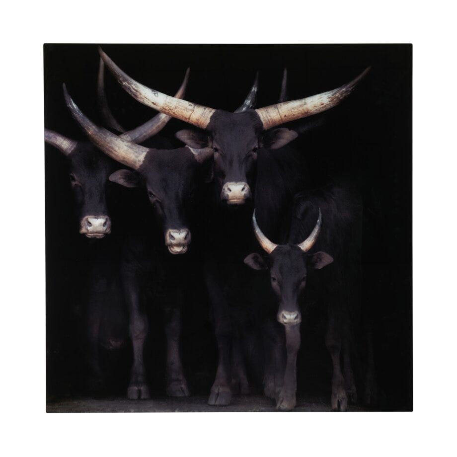 Longhorn