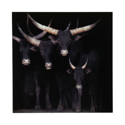 Longhorn glassbilde 100x100