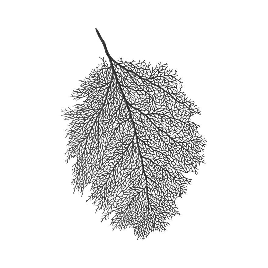 BETULA Bordbrikke 36x56 cm i Svart