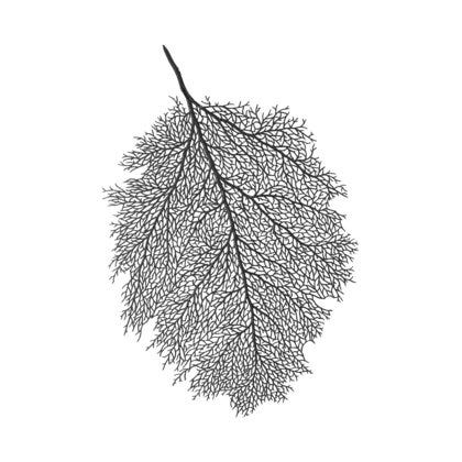 Betula bordbrikke 36x56
