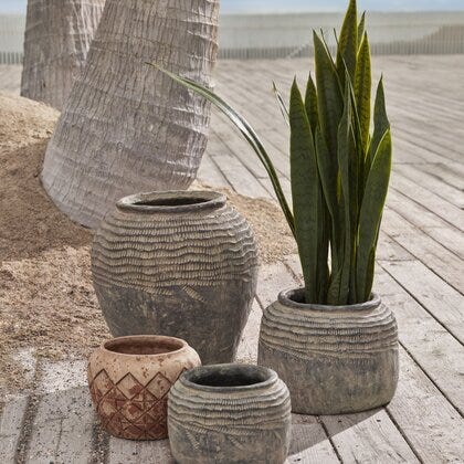 Verde sansevieria H90