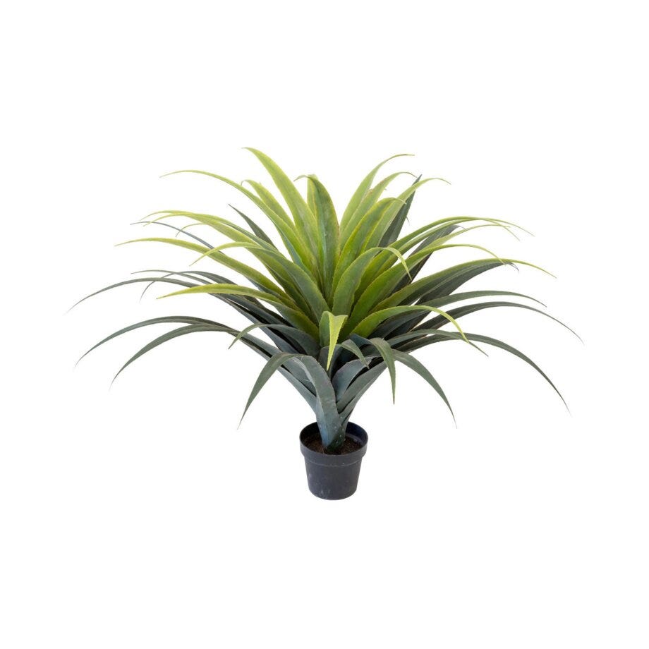 Mr Plant Agave