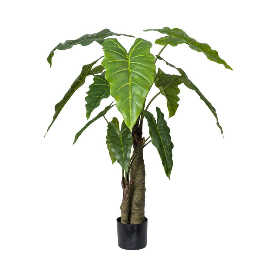 Mr Plant Alocasia
