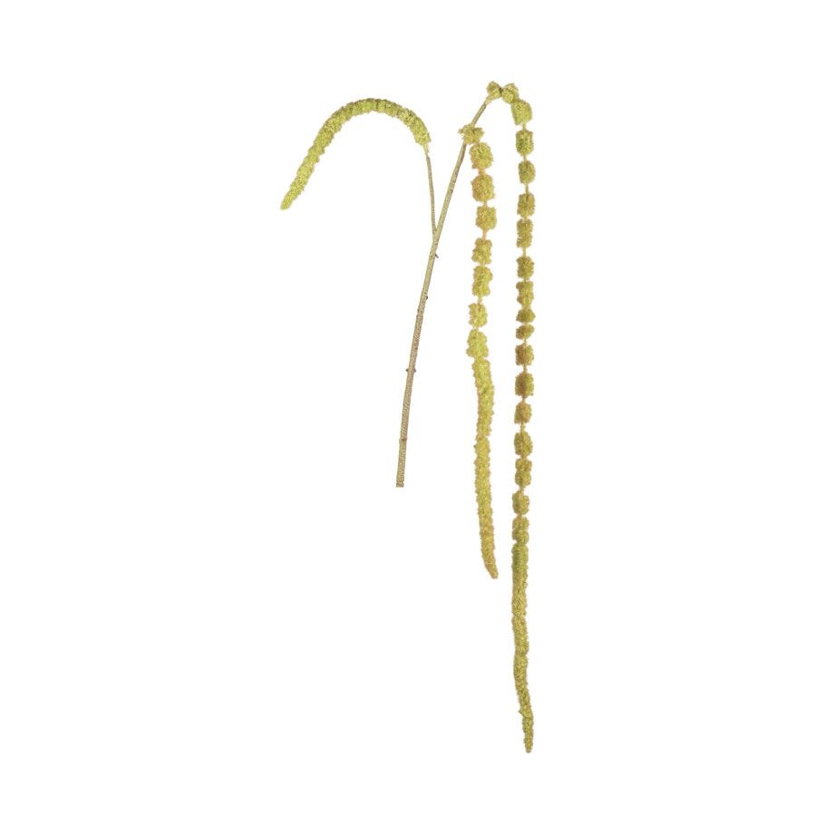 Mr Plant Amaranthus