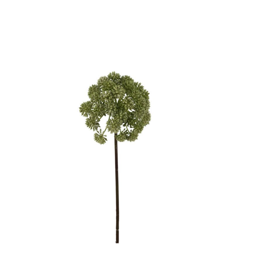 Mr Plant Angelica