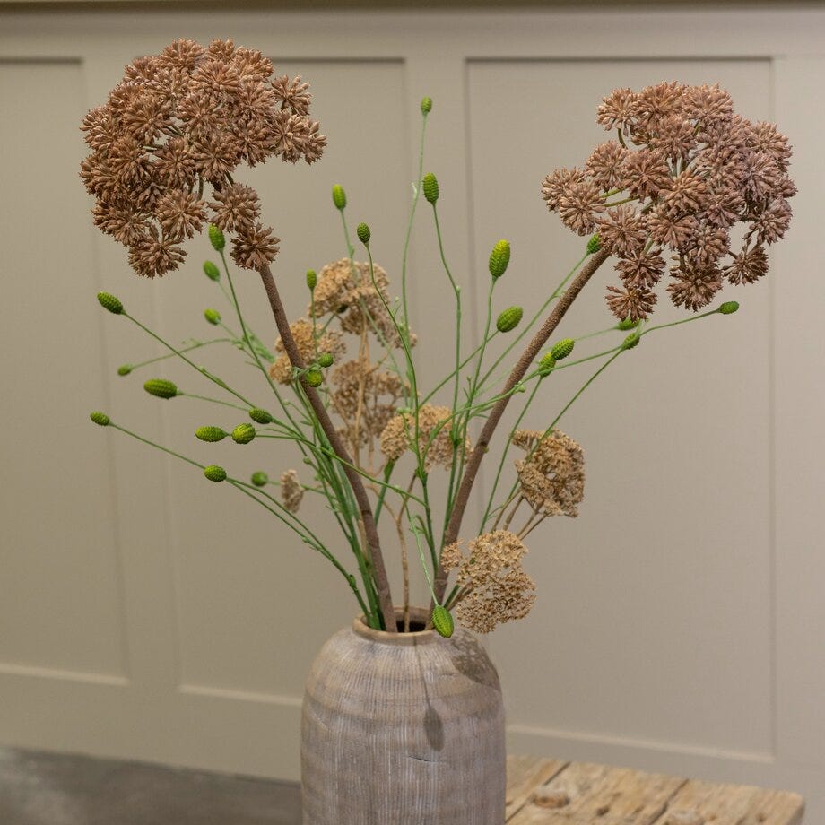 Mr Plant Angelica